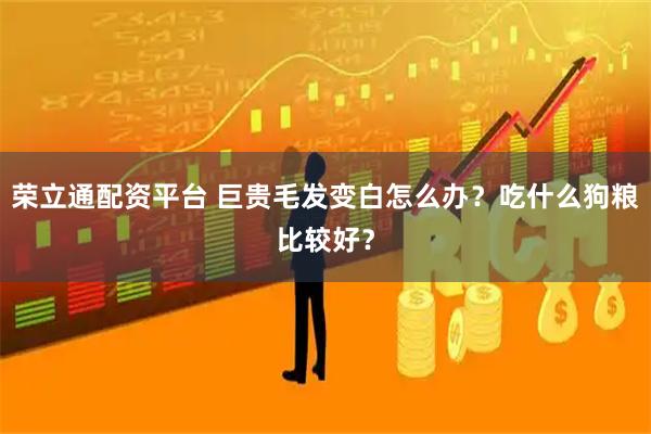 荣立通配资平台 巨贵毛发变白怎么办?吃什么狗粮比较好?